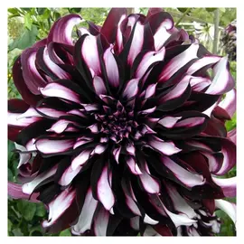 корни Георгин Тартан 1шт l