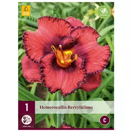 корни Хемерокалис Беррилишес 1шт l