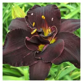 корни Хемерокалис Бугимен 1шт l