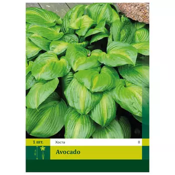 корни Хоста Авокадо II 1шт