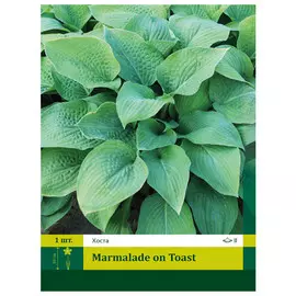 корни Хоста Мармелад он Тост 1шт I