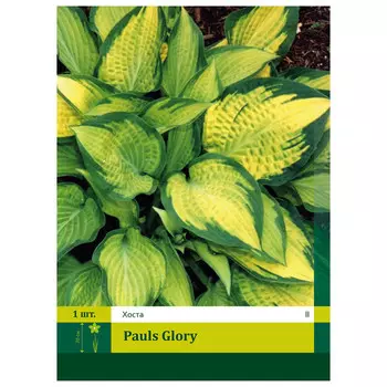 корни Хоста Паулс Глори II 1шт