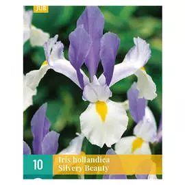 корни Ирис голландский Силвери Бьюти 10шт 7/8
