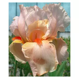 корни Ирис Пати Дрэсс германика 1шт L