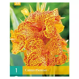 корни Канна Пикассо 1шт l