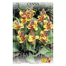 корни Канна Рейн Шарлотта 3шт l