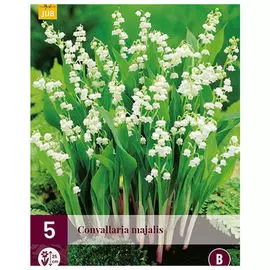 корни Конвалярия 5шт I