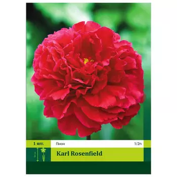 корни Пион Карл Розенфилд 1/2 1шт