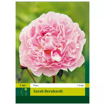 корни Пион Сара Бернар 1/2 1шт