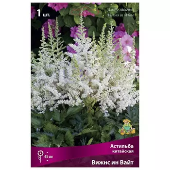 корни растений Астильба китайская Вижнс ин Вайт ПОИСК 1шт