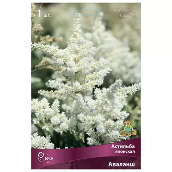 корни растений Астильба японская Аваланш ПОИСК 1шт