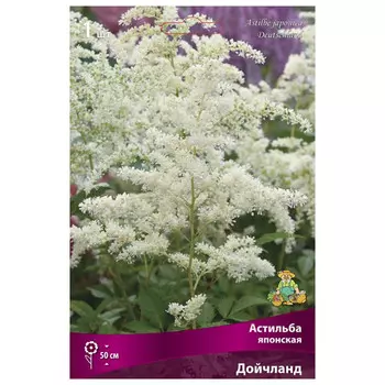 корни растений Астильба японская Дойчланд ПОИСК 1шт