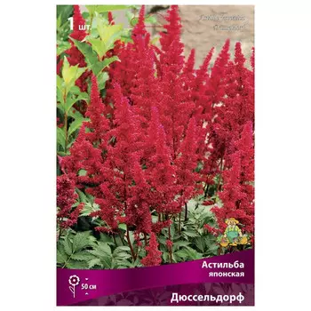 корни растений Астильба японская Дюссельдорф ПОИСК 1шт