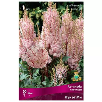 корни растений Астильба японская Лук эт Ми ПОИСК 1шт