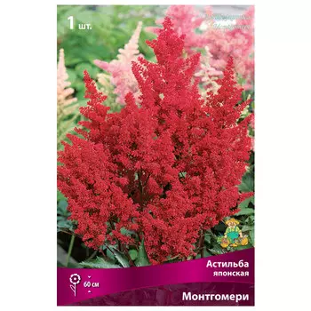 корни растений Астильба японская Монтгомери ПОИСК 1шт