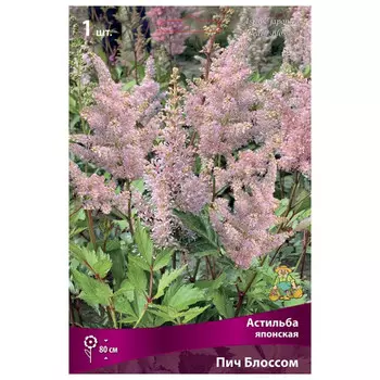 корни растений Астильба японская Пич Блоссом ПОИСК 1шт