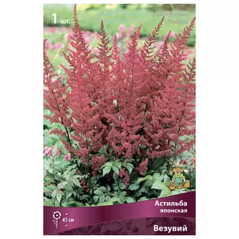 корни растений Астильба японская Везувий ПОИСК 1шт
