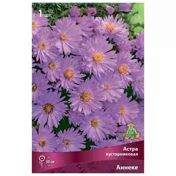 корни растений Астра кустарниковая Аннеке ПОИСК 1шт