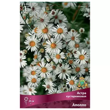 корни растений Астра кустарниковая Аполло ПОИСК 1шт