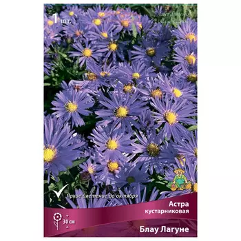 корни растений Астра кустарниковая Блау Лагуне ПОИСК 1шт