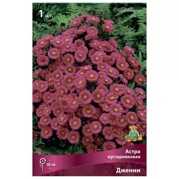 корни растений Астра кустарниковая Дженни ПОИСК 1шт