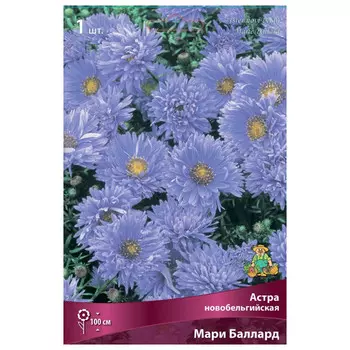 корни растений Астра новобельгийская Мари Баллард ПОИСК 1шт