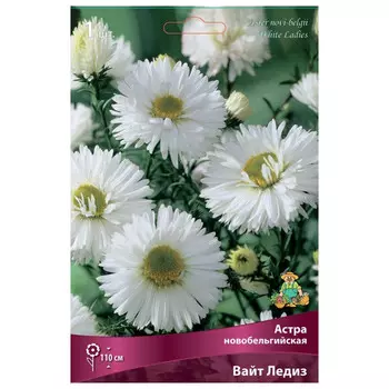 корни растений Астра новобельгийская Вайт Ледиз ПОИСК 1шт