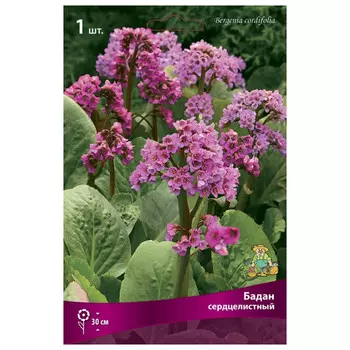 корни растений Бадан сердцелистный ПОИСК 1шт