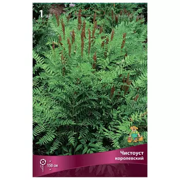 корни растений Чистоуст королевский ПОИСК 1шт