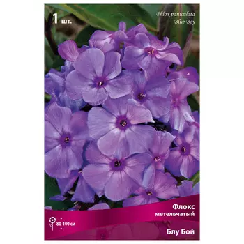 корни растений Флокс метельчатый Блу Бой ПОИСК 1шт