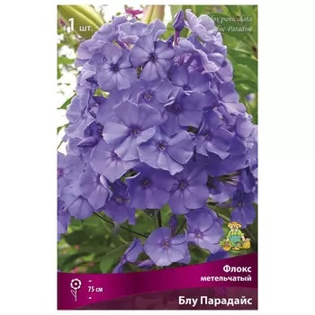 корни растений Флокс метельчатый Блу Парадайс ПОИСК 1шт