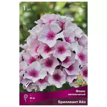 корни растений Флокс метельчатый Бриллиант Айз ПОИСК 1шт