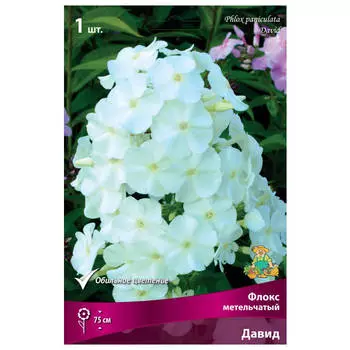 корни растений Флокс метельчатый Давид ПОИСК 1шт
