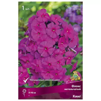 корни растений Флокс метельчатый Кинг ПОИСК 1шт