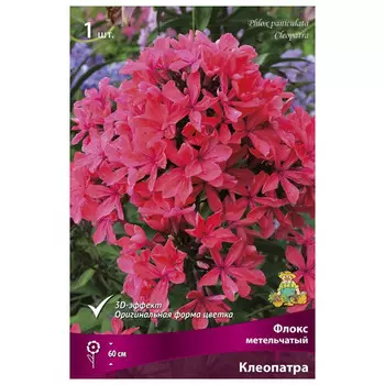 корни растений Флокс метельчатый Клеопатра ПОИСК 1шт