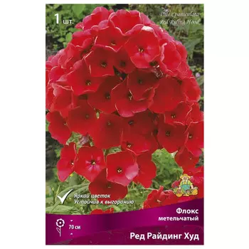 корни растений Флокс метельчатый Ред Райдинг Худ ПОИСК 1шт