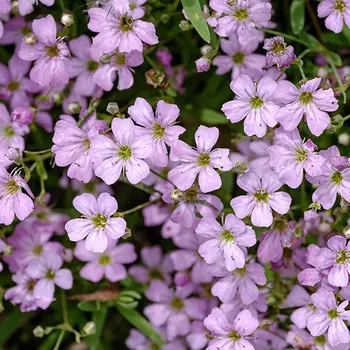 корни растений Гипсофила ползучая Розея ПОИСК 1шт