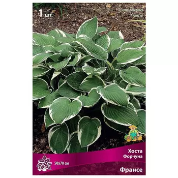 корни растений Хоста Форчуна Франсе ПОИСК 1шт