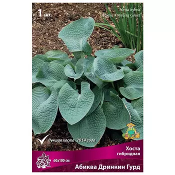 корни растений Хоста гибридная Абиква Дринкин Гурд ПОИСК 1шт