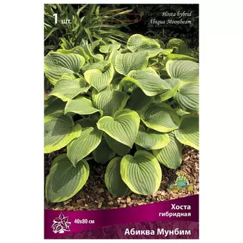 корни растений Хоста гибридная Абиква Мунбим ПОИСК 1шт