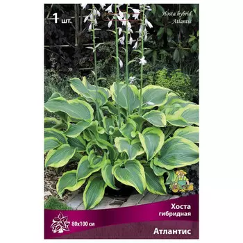 корни растений Хоста гибридная Атлантис ПОИСК 1шт