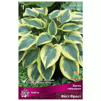 корни растений Хоста гибридная Фёст Фрост ПОИСК 1шт