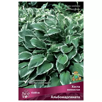 корни растений Хоста волнистая Альбомаргината ПОИСК 1шт