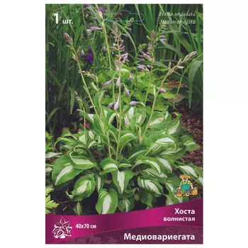 корни растений Хоста волнистая Медиовариегата ПОИСК 1шт