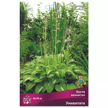 корни растений Хоста волнистая Унивитата ПОИСК 1шт