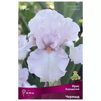 корни растений Ирис бородатый Черишд ПОИСК 1шт