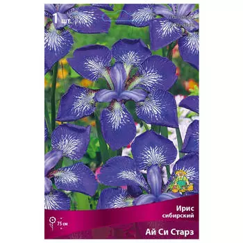 корни растений Ирис сибирский Ай си Старз ПОИСК 1шт