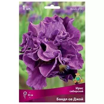 корни растений Ирис сибирский Бандл ов Джой ПОИСК 1шт