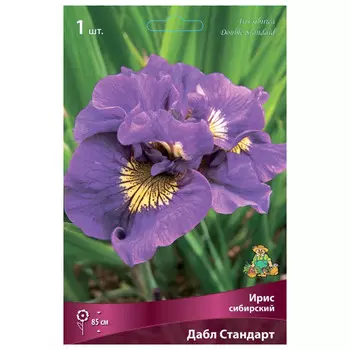 корни растений Ирис сибирский Дабл Стандарт ПОИСК 1шт