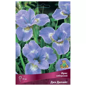 корни растений Ирис сибирский Диэ Дилайт ПОИСК 1шт